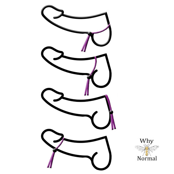 Penis Chain Noose with Shell Heart. Adjustable Non Piercing Penis Jewelry